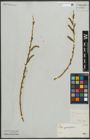 Foto von Salix purpurea L.